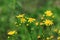 Wild yellow flowers on fresh green grass blurred bokeh amazing nature background. Tranquil closeup sunny plants banner