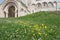 Wild yellow flowers, Green grass on background temple