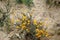 Wild yellow flowers growing on a sandy rock