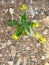 wild yellow flowers and leaves on the ground