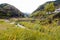 Wild yellow flowers by Uno River in Kameoka, Kyoto, Japan