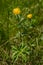Wild yellow globe flower in a meadow