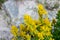 Wild yellow Golden Corydalis flowers