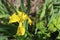 Wild Yellow Iris, Iris pseudacorus, Native to Illinois
