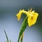 Wild Yellow Iris (Yellow Flag )