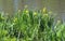 Wild Yellow Irises, Iris pseudacorus, Native to Illinois Near Pond
