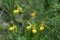 Wild Yellow Lady`s Slipper Cypripedium parviflorum