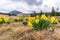 Wild yellow Narcissus on the mountain meadow and Bukovec hill on background. Jizerka village, Jizera Mounains, Czech