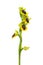 Wild Yellow Ophrys isolated - Ophrys lutea