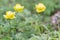 Wild yellow peony in mountains