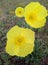 Wild yellow poppy blooms on the hills of Transbaikalia