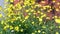 Wild yellow primroses