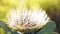 Wild yellow Protea