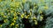 Wild yellow puff flowers