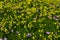 Wild yellow and purple flower field. Oxalis pes-caprae,Cape Sorrel, Bermuda Buttercup. 