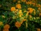 Wild yellow sage buds and flowers