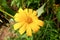 A wild, yellow and sunflower-like flower in the end of summer along the bank