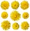 Wild Yellow Taraxacum or dandelions blossoms in the spring. Magical spring season.