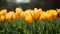 Wild yellow tulip flower with beautiful bokeh lights background