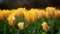 Wild yellow tulip flower with beautiful bokeh lights background