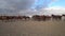 Wild Yilki horses in countryside, Kayseri, Turkey