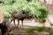 Wild young animal Samabr Walking in Mysore Zoo India