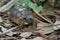 wild young baby gopher tortoise at Erna Nixon Park