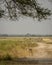 wild young blackbuck or antilope cervicapra or indian antelope roadblock with eye contact and group or herd or family in grassland