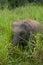 Wild young Ceylon elephant in the dense grass
