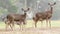 Wild young deer family group grazing, herd of animals. Fawns on grass in forest.