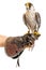 Wild young falcon on trainer glove isolated