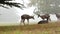 Wild young fawn deer, family grazing, cypress tree in foggy forest. California.