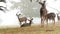 Wild young fawn deer, family grazing, cypress tree in foggy forest. California.