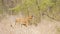 Wild young lions, Kruger national park, SOUTH AFRICA