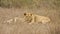 Wild young lions lying in the bush , Kruger, South Africa