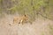 Wild young lions playing, Kruger national park, SOUTH AFRICA