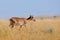 Wild young male Saiga antelope in Kalmykia steppe