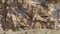 Wild Young Monkeys Play And Climb Steep Rocks Of Stone In Africa
