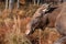 Wild young moose walks through the autumn forest