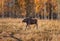 Wild young moose walks through the autumn forest