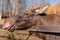 Wild young moose walks through the autumn forest