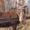 Wild young moose walks through the autumn forest