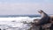 Wild young seal portrait, adorable sea lion resting, rocky ocean beach, big wave