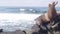 Wild young seal portrait, adorable sea lion resting, rocky ocean beach, big wave
