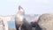 Wild young seal portrait, adorable sea lion resting rocky ocean California beach