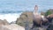 Wild young seal portrait, adorable sea lion resting rocky ocean California beach