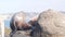 Wild young seal portrait, adorable sea lion resting rocky ocean California beach