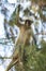Wild Zanzibar Red Colobus Monkey, Procolobus kirkii, in Jozani C
