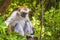 Wild Zanzibar Red Colobus Monkey, Procolobus kirkii, in Jozani Chwaka Bay National Park