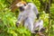 Wild Zanzibar Red Colobus Monkey, Procolobus kirkii, in Jozani Chwaka Bay National Park